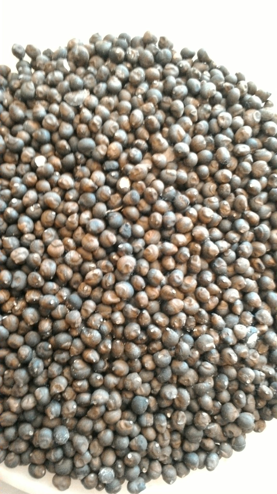 900gram hạt bông gòn giống
