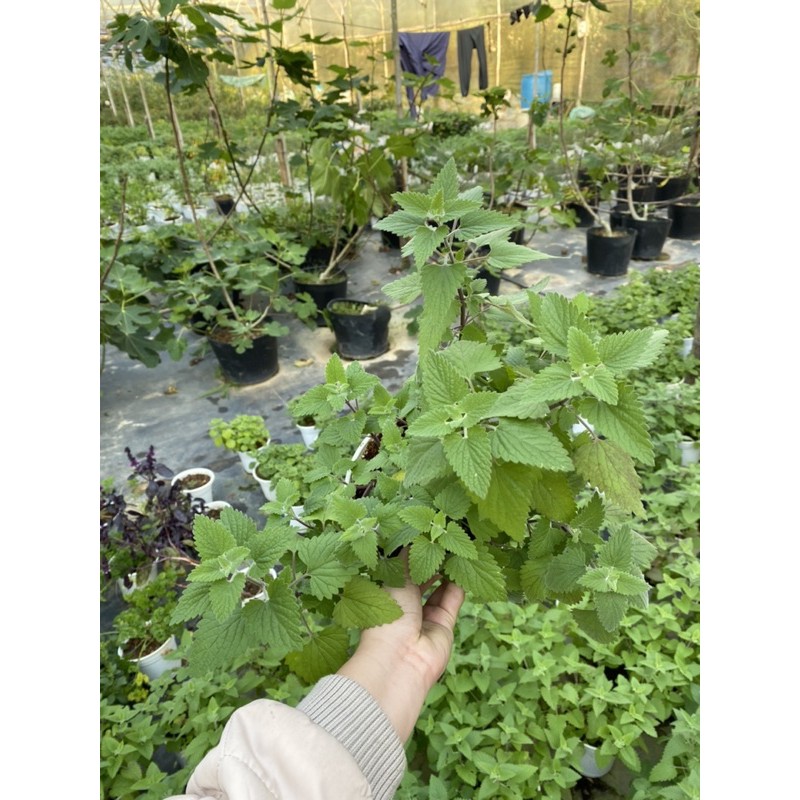 CATNIP - BẠC HÀ MÈO
