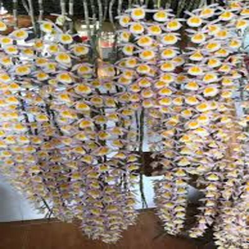 1 BÓ LAN HOÀNG THẢO LONG TU RỪNG TÂY BẮC