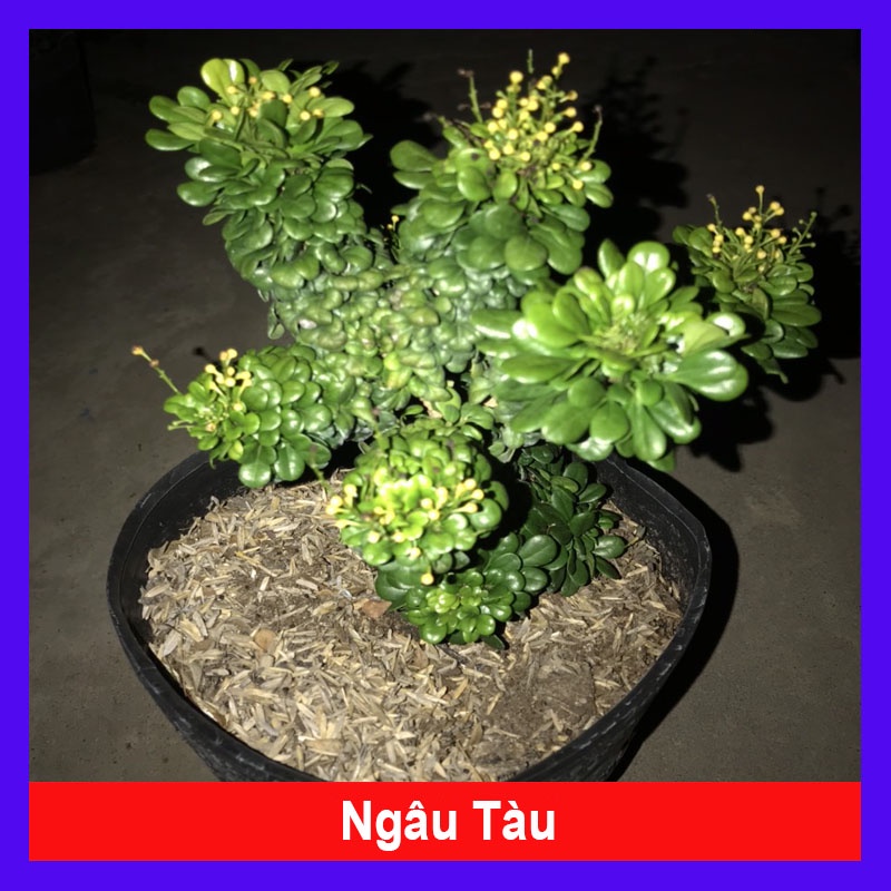 Cây Ngâu Tàu bonsai - cây cảnh để bàn - cây cảnh mini - cây bonsai - HKPQ