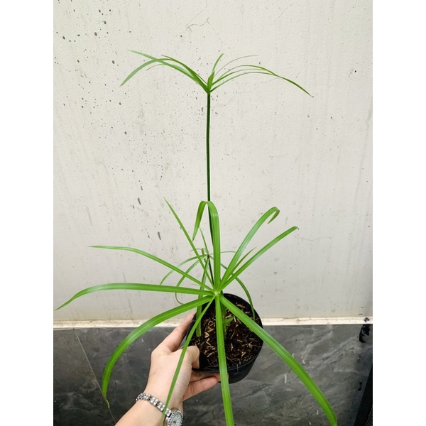 Cây thuỷ trúc trồng thuỷ sinh được