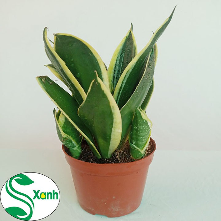 Cây Lưỡi Hổ Búp Sen - Cây cảnh mini để bàn