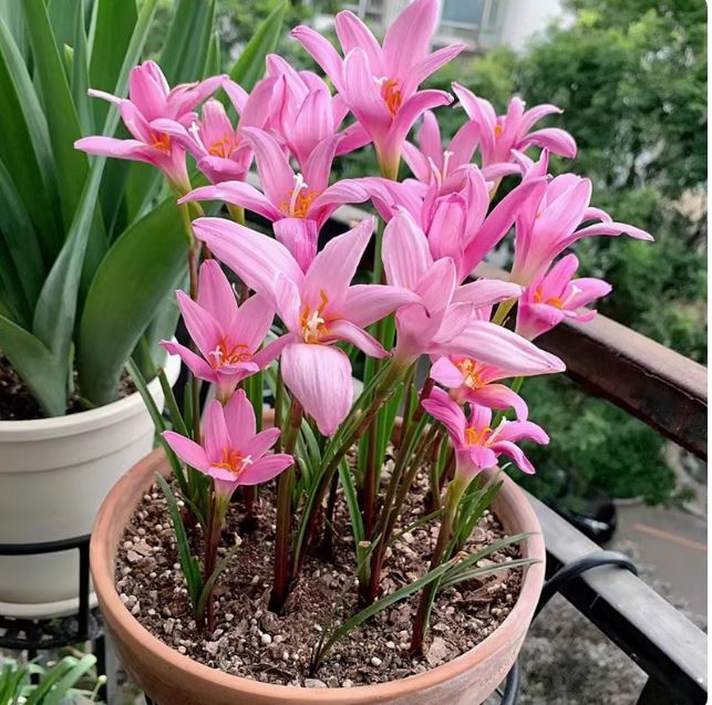 Củ giống hoa huệ mưa hoa màu hồng (20 củ) - VTNT