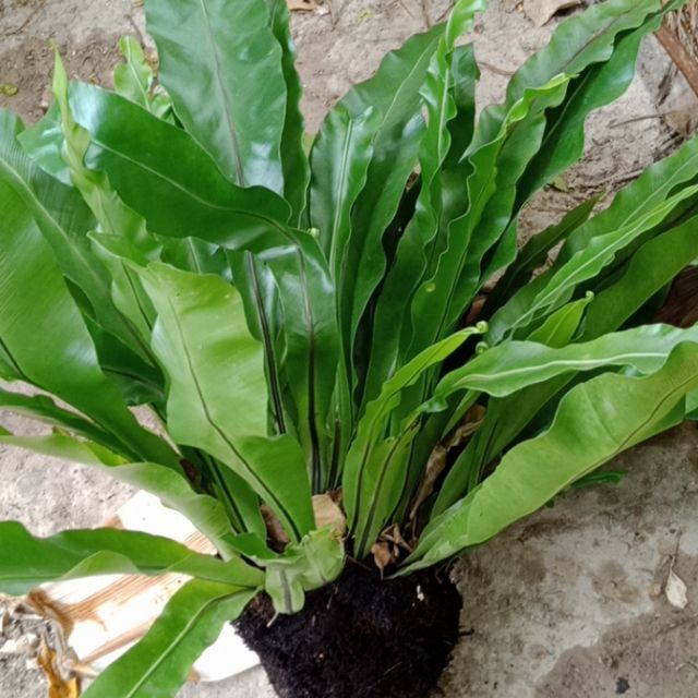 Cây tổ quạ, ráng ổ phụng, tổ chim loại lớn + Tặng 02 Cây Chè Xanh