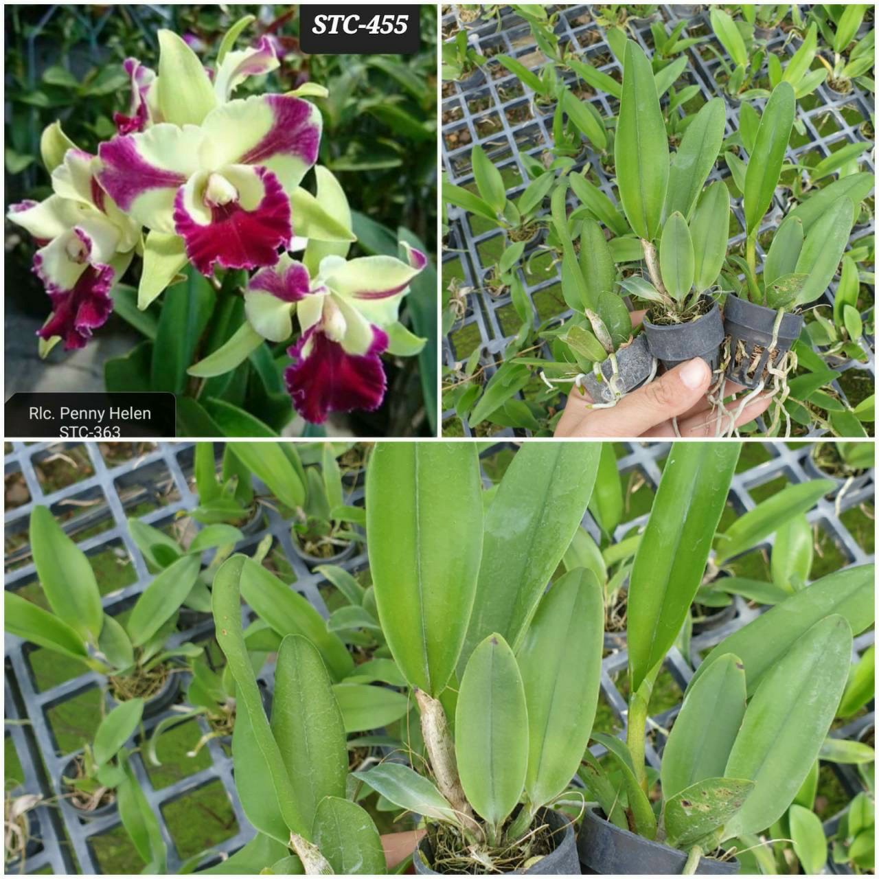 HOA LAN CATT MÃ 455 CÂY GIỐNG Cao 7-12Cm