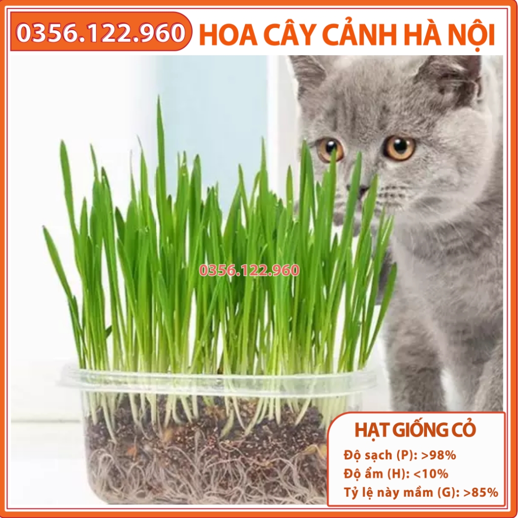 Hạt giống cỏ tươi cho chó, mèo, thú cưng gói 50g - Cỏ Mèo - Cỏ lúa mì (Cat Grass) - Hạt giống cỏ tươi cho mèo
