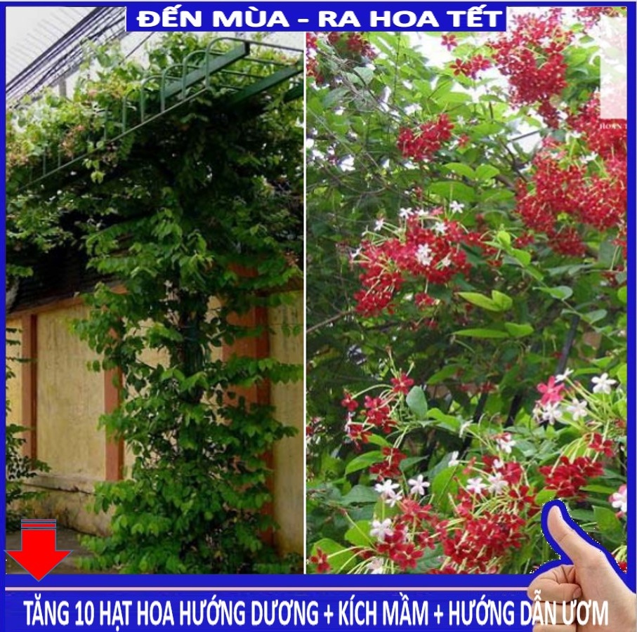 MJ254 Hạt giống Hoa leo sử quân tử 10 hạt