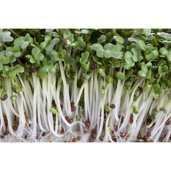 Hạt giống Mầm củ cải trắng – Gói 50gram
