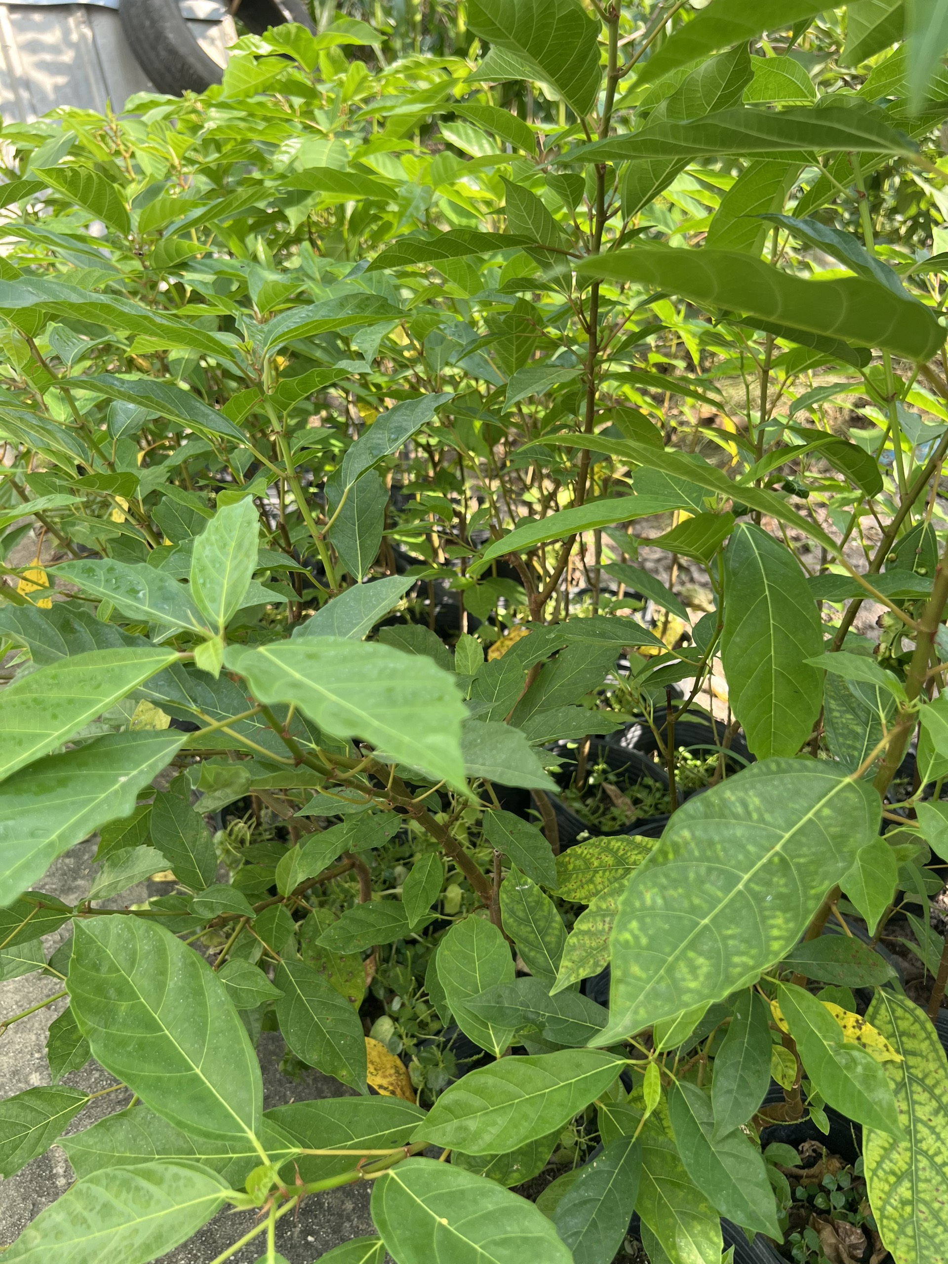 Cây sung- cây phong thủy (cao 30-50cm)
