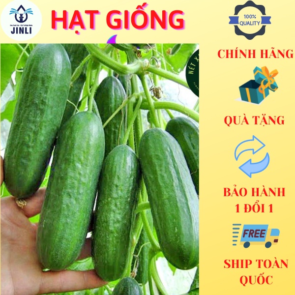 Hạt Giống Dưa Leo Nhật F1 JL41