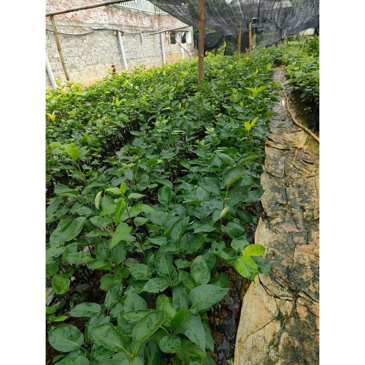 cây giống LÊ ĐỎ NAM PHI cây ghép
