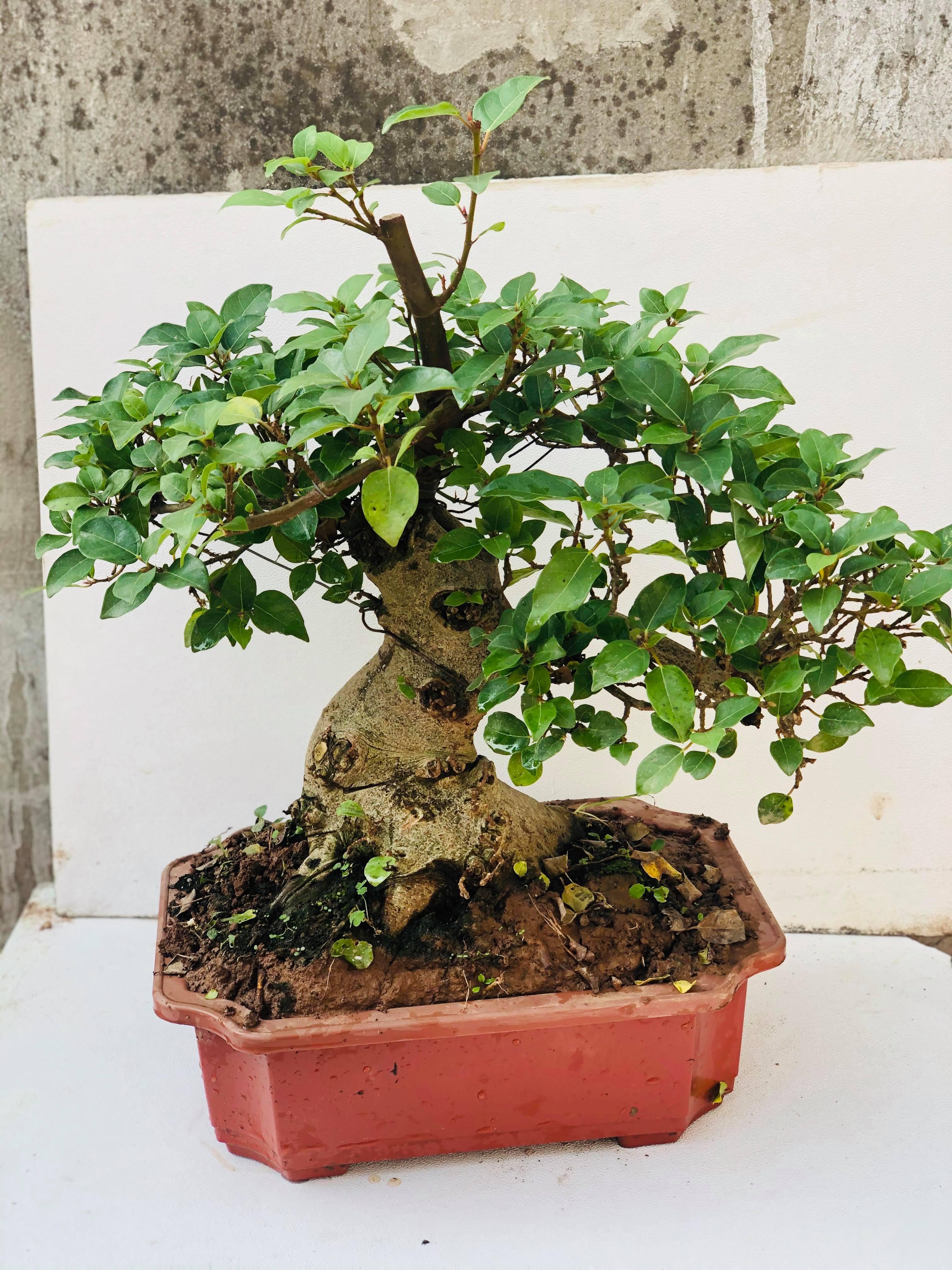 Cây sung bonsai 1