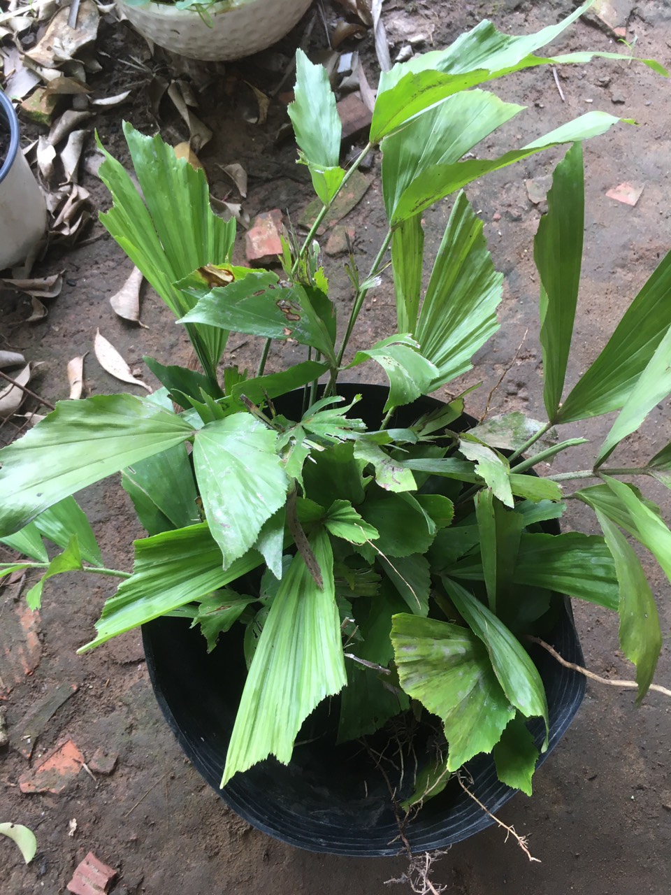 CÂY ĐỦNG ĐỈNH CON