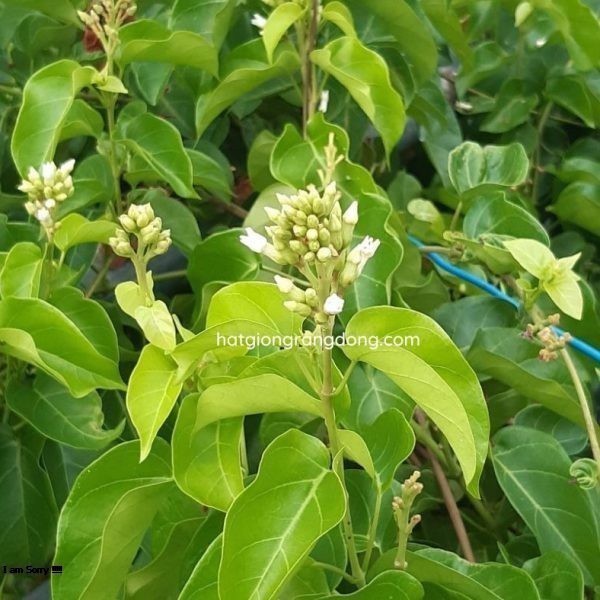 Hạt Giống Cây Lá Giang - Gói 10 hạt
