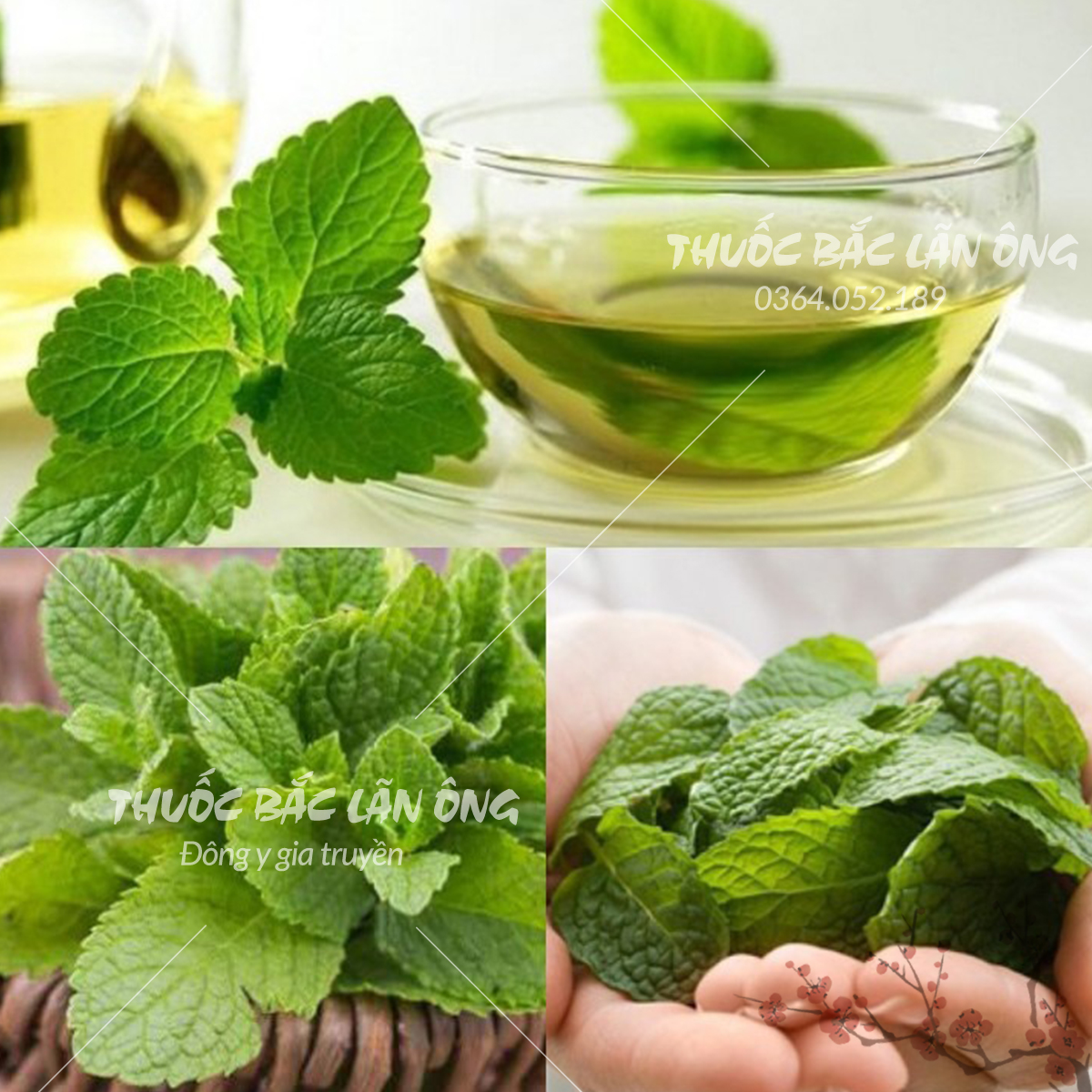 Lá Bạc Hà 100g nguyên chất sấy lạnh