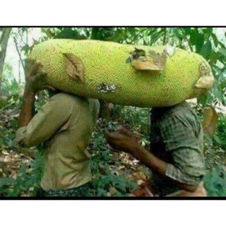 Cây mít malaysia trái dài khổng lồ cao 1m