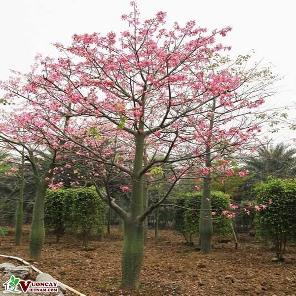 Cây giống Hoa Mỹ Nhân(hoa gạo)
