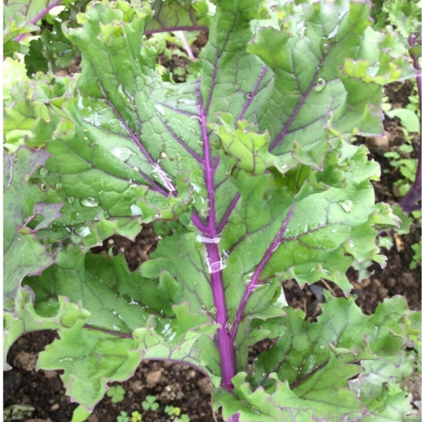 Hạt Giống Cải Xoăn Kale Tím (1gr)