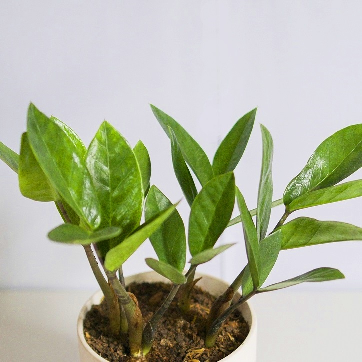 CÂY KIM TIỀN CÂY PHONG THỦY