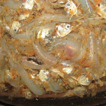 MẮM CÁ SẶC BÀ GIỎI