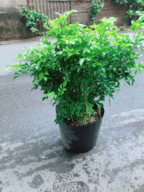 Cây Nguyệt Quế Bụi Lớn