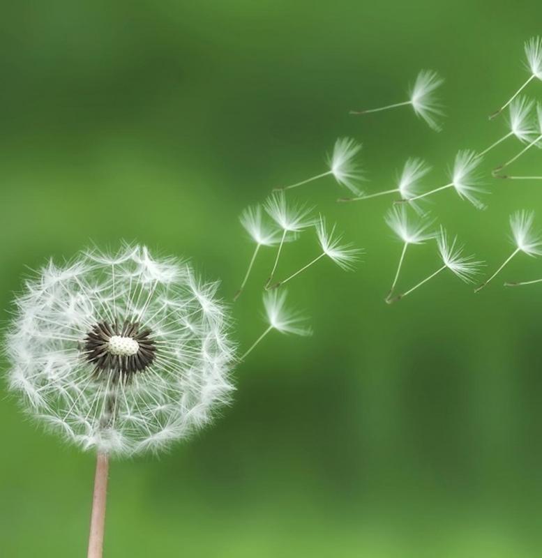 Combo 1 gói Hạt giống hoa Bồ công anh 1 gói kích nảy mầm, 1 gói phân bón nảy chồi ra lá