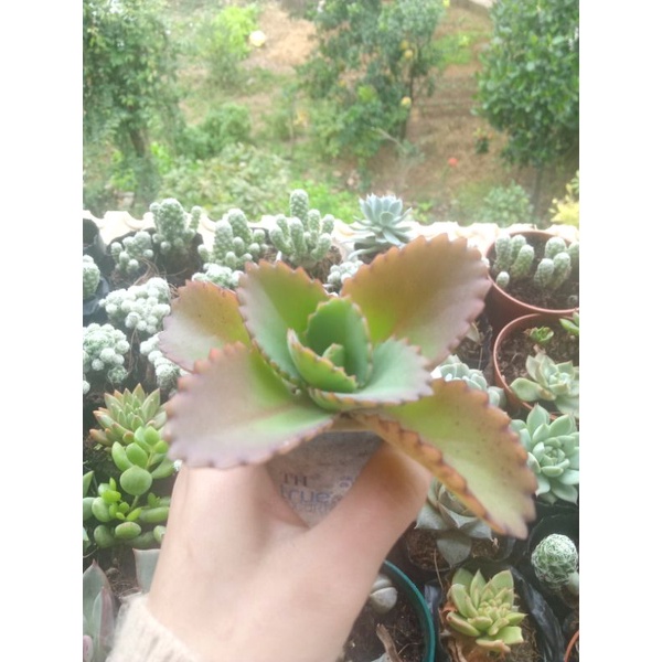 Cây lá bỏng, sống đời