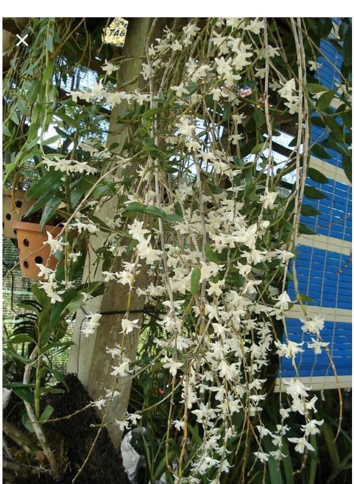 Hoa Lan bạch câu cực thơm(1 khóm)
