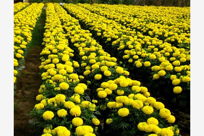 Hạt Giống Hoa Vạn Thọ Mỹ (gói 150 hạt)