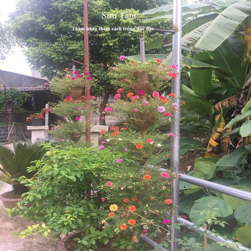 COM BO 2 CHẬU HOA MƯỜI GIỜ GIỐNG