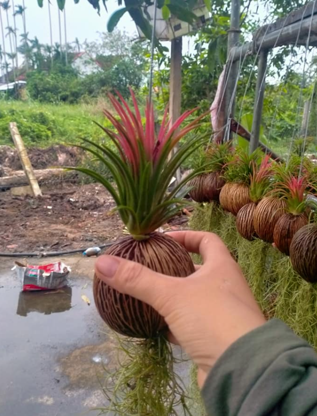 Set cây không khí quả dừa (màu đỏ)