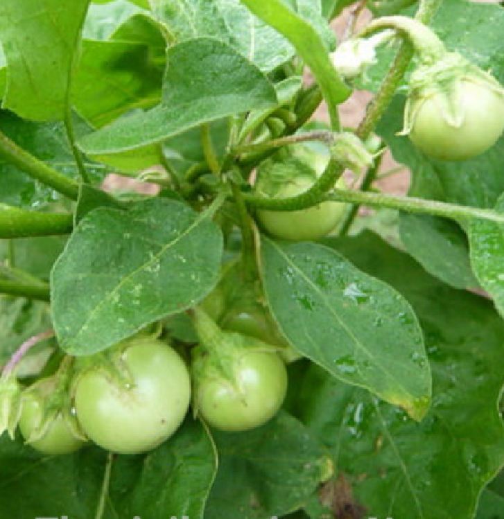 Green Ca Phao Seeds - 0.2 Gram Package