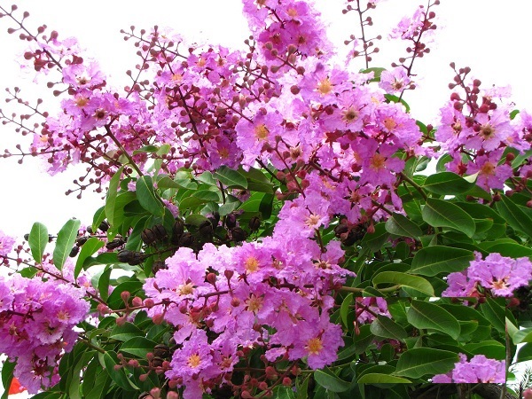 Cây Bằng lăng tím - cây giống