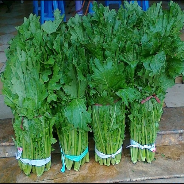 Hạt giống rau cải mèo hà giang - dễ trồng, bội thu