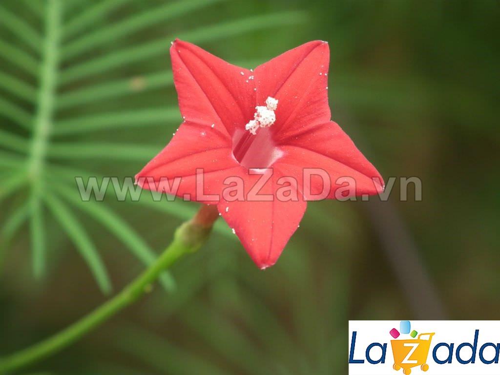 20h Hạt Giống Hoa Tóc Tiên Leo Đỏ (C1.304| -KD: B6*V52*M220)