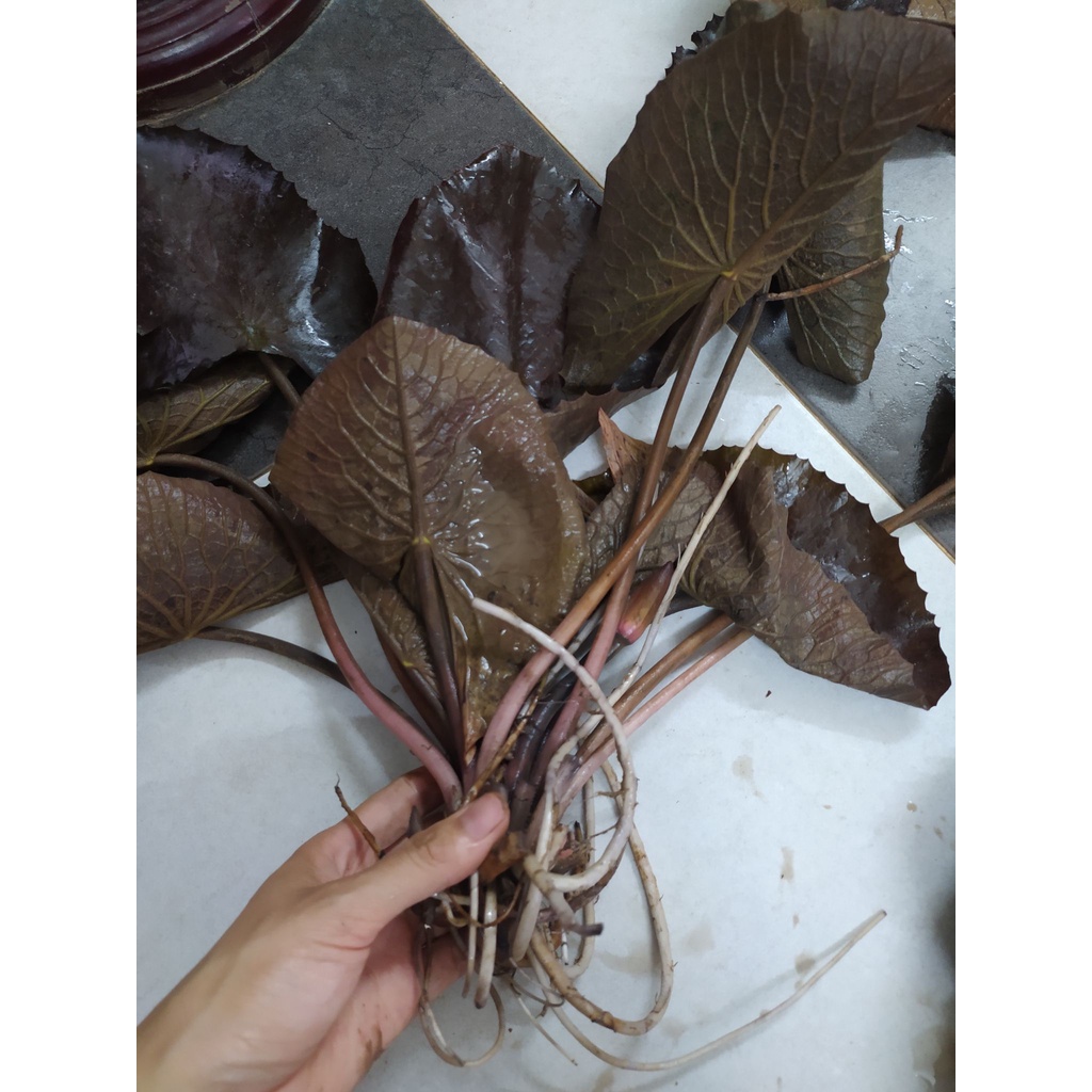 [ RẺ VÔ ĐỊCH] Hoa súng Mĩ dòng mới