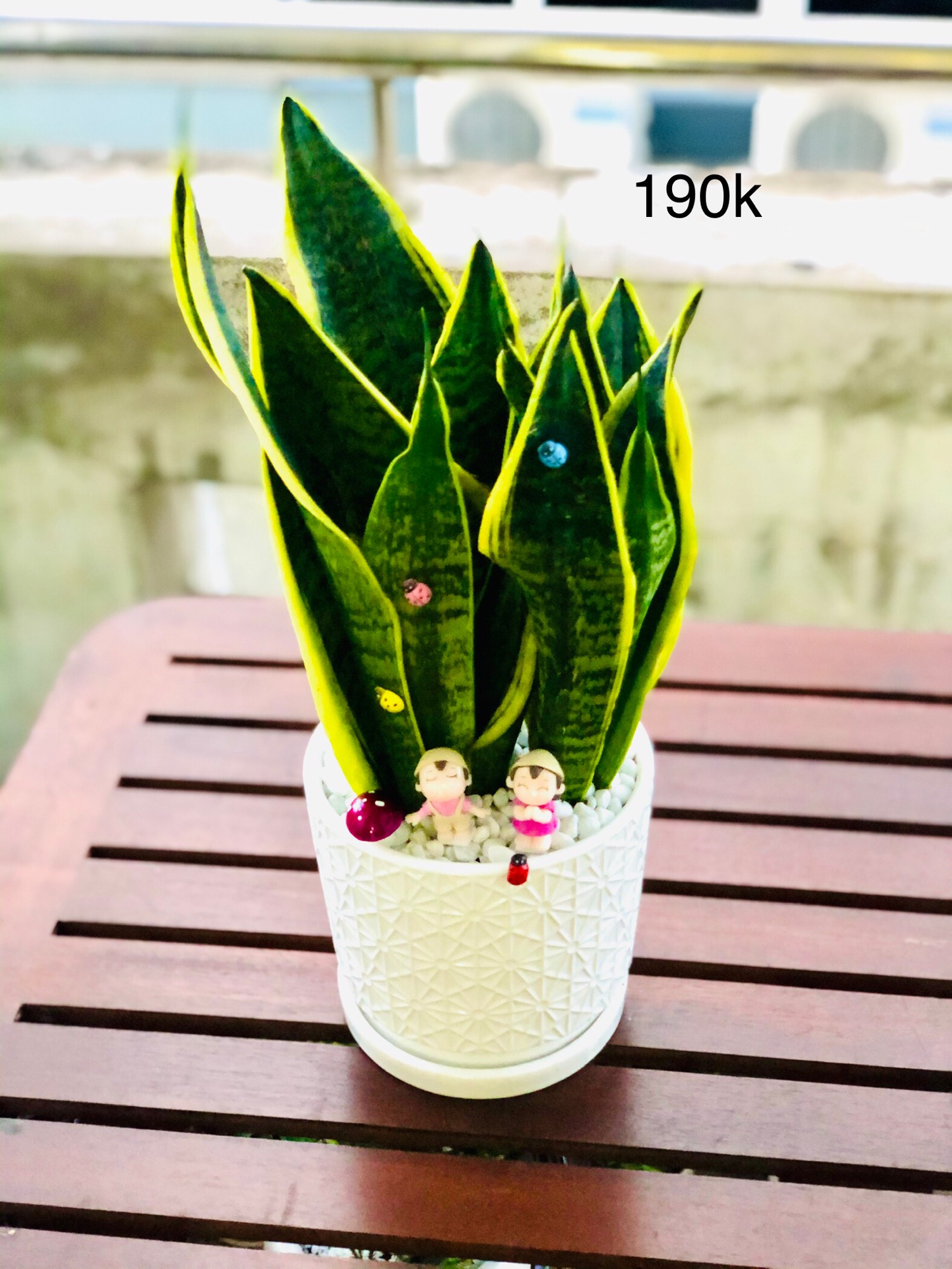 Chậu lưỡi hổ lớn để bàn