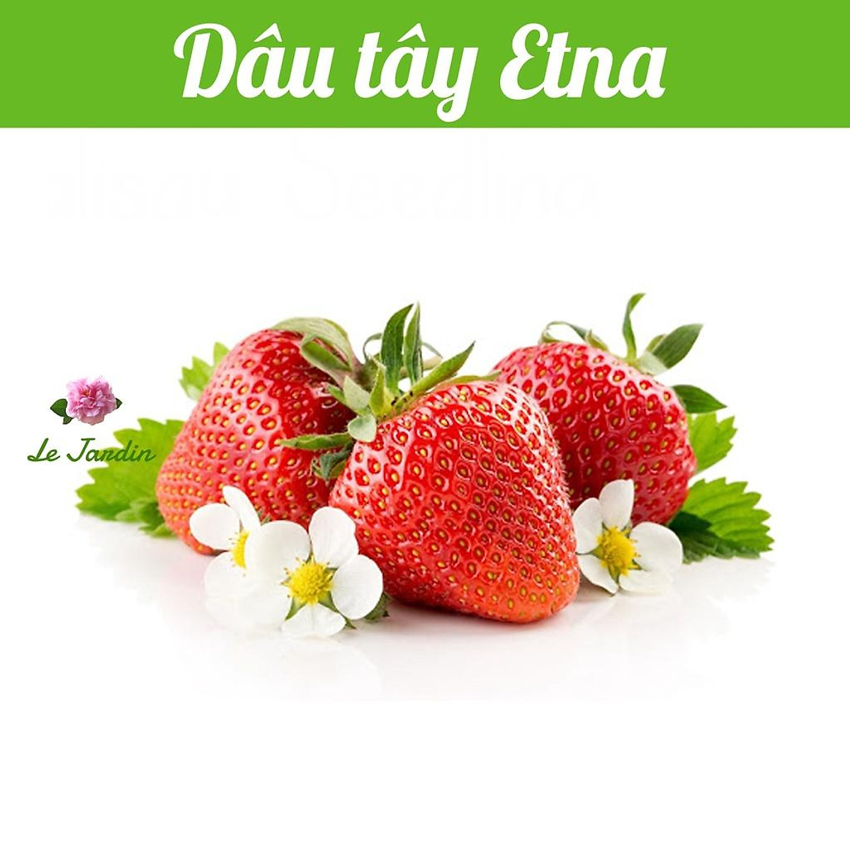 Hạt giống Dâu tây đỏ cao cấp Etna