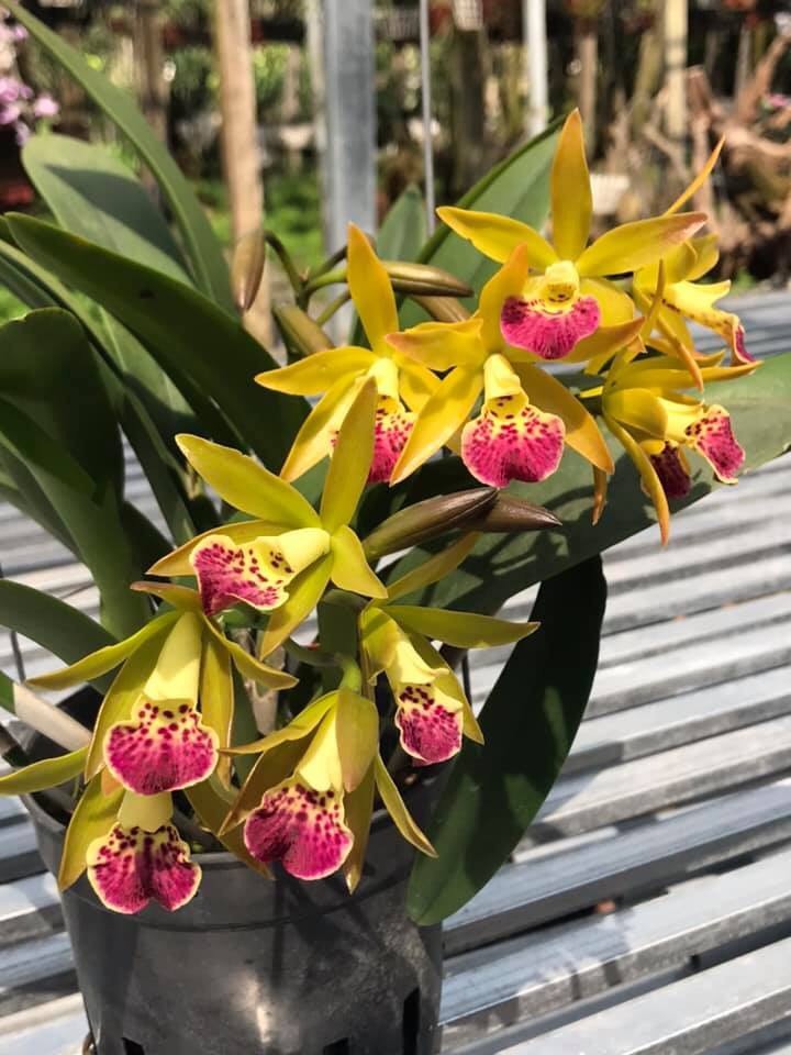 Yellow Brass Orchids with Red Tongues and Fragrant Pots Thanh