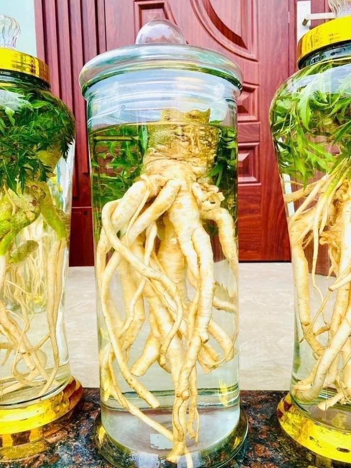 [CHÍNH HẢNG] củ đinh lăng tươi loại nguyên củ 5kg
