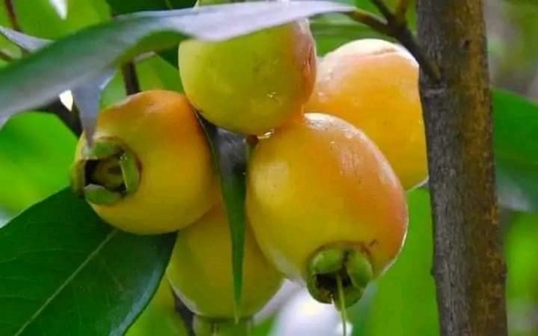 Cây giống mận lý (siêu sớm có bảo hành) GHDE