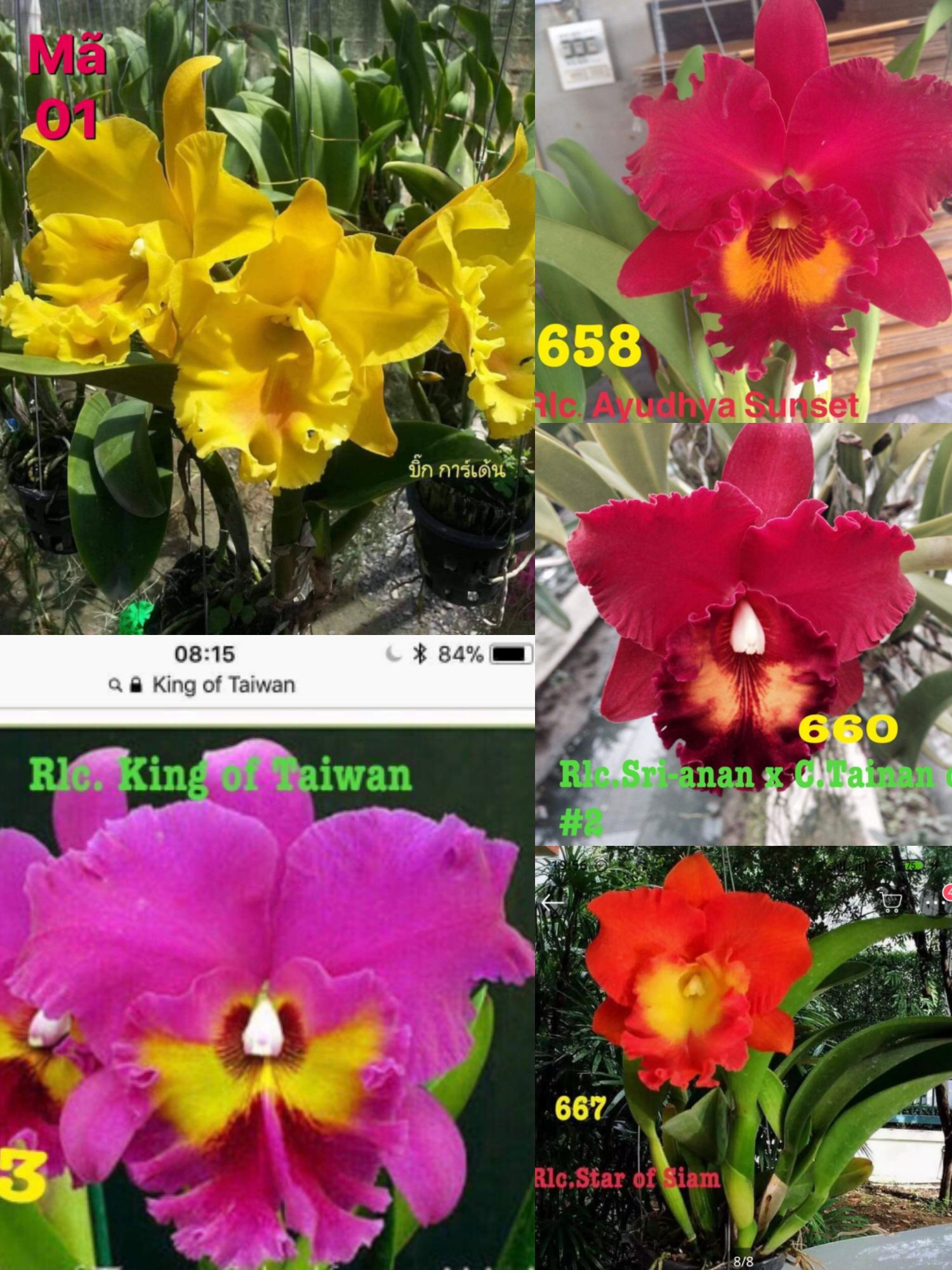 Combo 5 cây lan CATTLEYA 5 Hoa khác nhau ngẫu nhiên