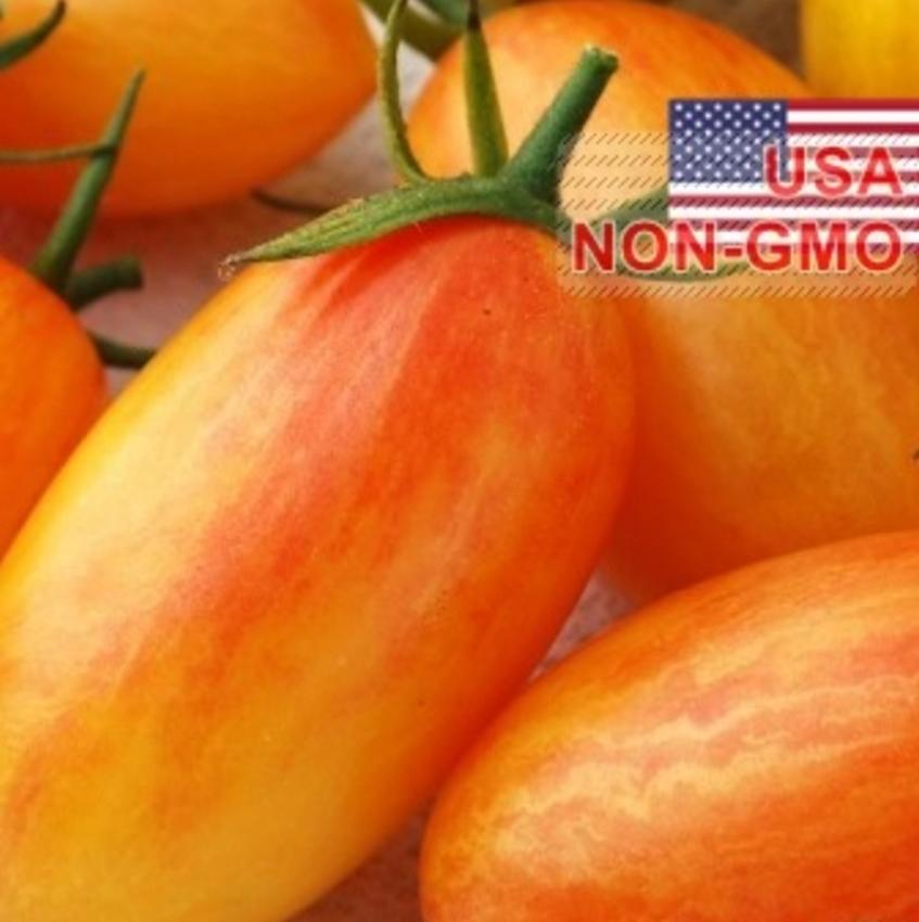 Combo 1 gói Hạt Giống Cà Chua - Đỏ Mặt (Solanum lycopersicum), 1 gói kích nảy mầm, 1 gói phân bón nảy chồi ra lá