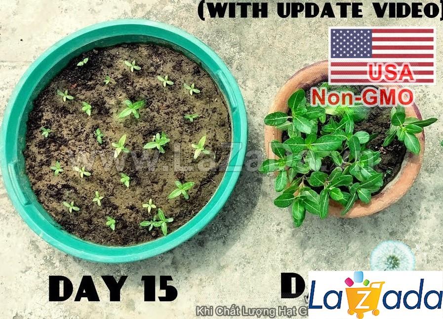 50h Hạt Giống Hoa Dừa Cạn Lùn Hồng (C2.302| -KD: B6*V24*M003)