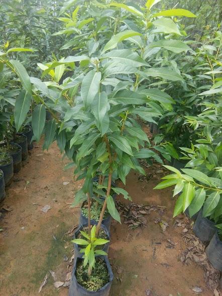 combo 2 Cây Vối - chiều cao 80-90cm