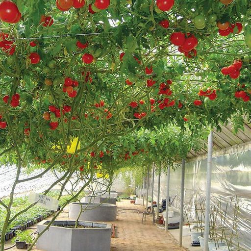 Hạt Giống Cà Chua Leo Giàn (Gói 10Hạt) - Dễ Trồng, Bội Thu