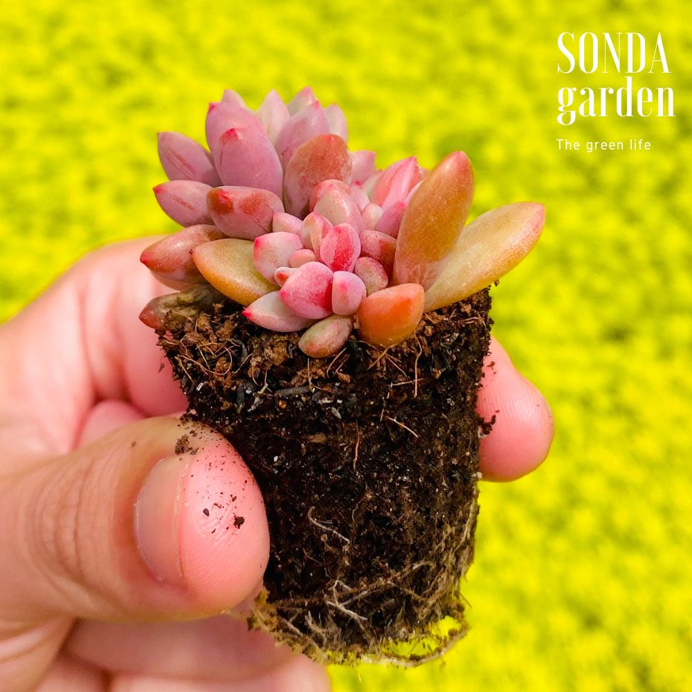 SEN ĐÁ AURORA GEM SIZE MINI SIÊU KHỎE ĐẸP LỖI 1 ĐỔI 1