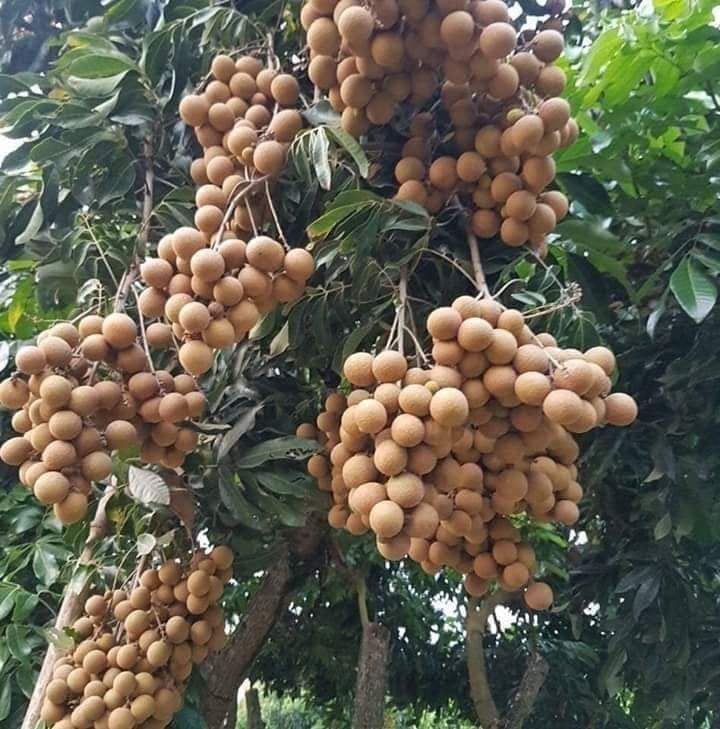 Combo 3 cây giống nhãn không hạt - cây cấy mô