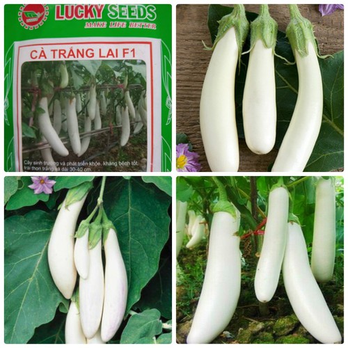 "Gói 2Gr=400Hạt " Hạt giống cà trắng quả dài lai F1