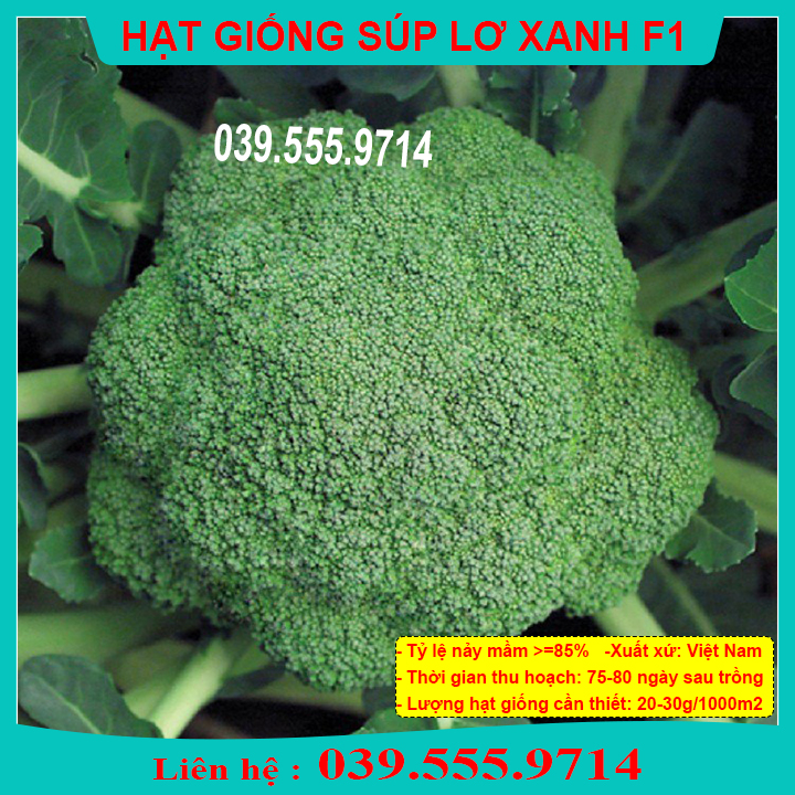 Hạt giống Súp lơ xanh F1 (VA.Marathone) – 3.300 Hạt